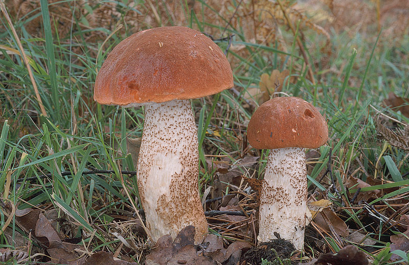 Leccinum aurantiacum